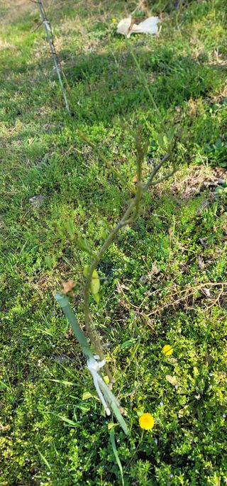 박종화님의 기타작물 · 영농일지 작성글 사진