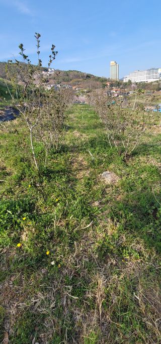 박종화님의 기타작물 · 영농일지 작성글 사진