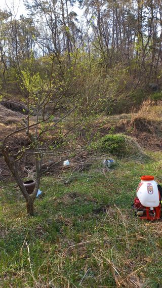 초보 구찌뽕님의 매실 · 영농일지 작성글 사진