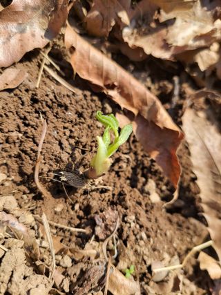 김홍중님의 두릅 · 영농일지 작성글 사진