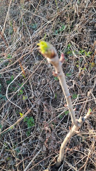 서은숙님의 기타작물 · 영농일지 작성글 사진