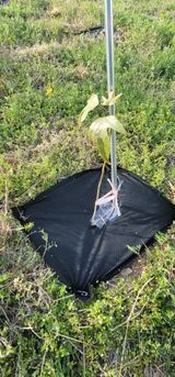 팜모닝 기타작물·영농일지 게시글 이미지