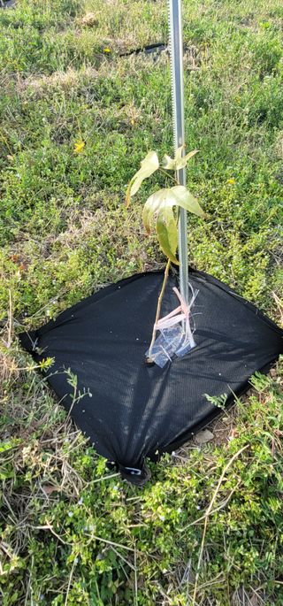 박종화님의 기타작물 · 영농일지 작성글 사진