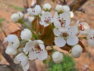 박미스터님의 기타작물 · 영농일지 작성글 사진