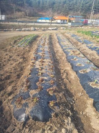 참깨16081님의 기타작물 · 영농일지 작성글 사진