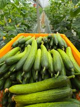 팜모닝 오이·영농일지 게시글 이미지