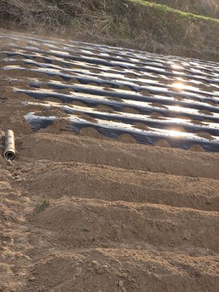 노아님의 참깨 · 영농일지 작성글 사진