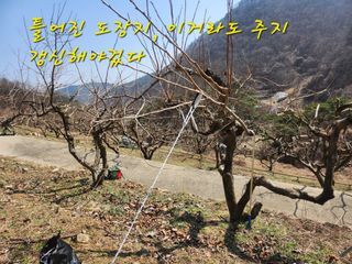 단감당감님의 감 · 영농일지 작성글 사진