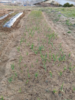 강지현님의 마늘 · 영농일지 작성글 사진