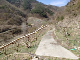 단감당감님의 감 · 영농일지 작성글 사진