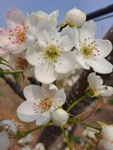 팜모닝 기타작물·영농일지 게시글 이미지