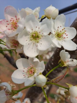 박미스터님의 기타작물 · 영농일지 작성글 사진