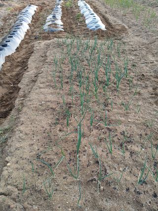 강지현님의 마늘 · 영농일지 작성글 사진