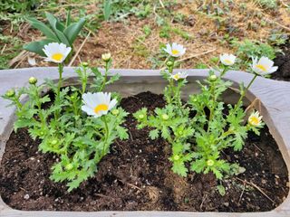 노경자님의 마늘 · 영농일지 작성글 사진