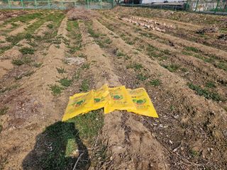 경달현님의 고구마 · 영농일지 작성글 사진