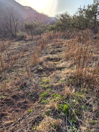 정진필님의 기타작물 · 영농일지 작성글 사진