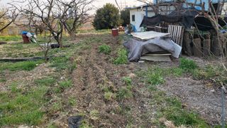 괴동조합장님의 파 · 영농일지 작성글 사진