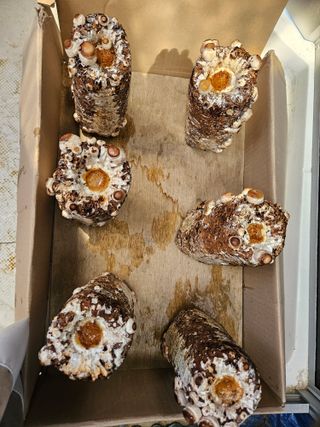 보리수치유농장님의 기타작물 · 영농일지 작성글 사진