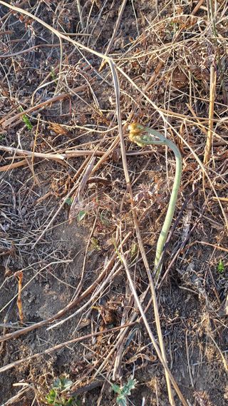 서은숙님의 기타작물 · 영농일지 작성글 사진