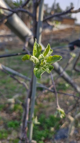 오금빛사과농장님의 기타작물 · 영농일지 작성글 사진