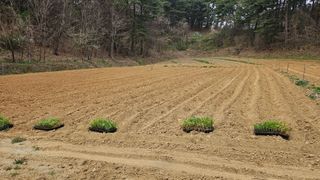 김남근님의 옥수수 · 영농일지 작성글 사진