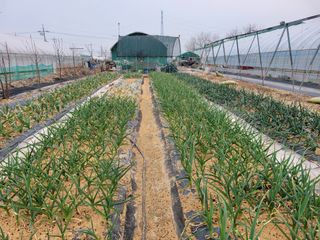 노경자님의 마늘 · 영농일지 작성글 사진