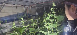 조영숙님의 오이 · 영농일지 작성글 사진