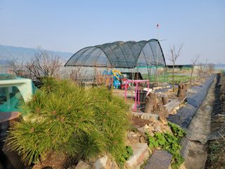 노경자님의 마늘 · 영농일지 작성글 사진