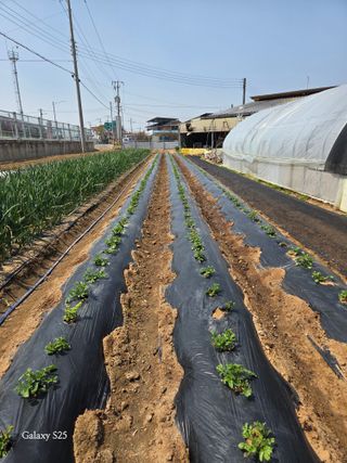 김시내 님의 기타작물 · 영농일지 작성글 사진