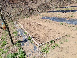 김홍중님의 두릅 · 영농일지 작성글 사진