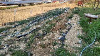 괴동조합장님의 파 · 영농일지 작성글 사진