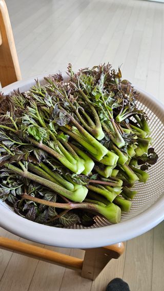 이순정님의 기타작물 · 영농일지 작성글 사진