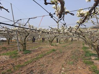 박미스터님의 기타작물 · 영농일지 작성글 사진