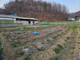 경달현님의 고추 · 영농일지 작성글 사진