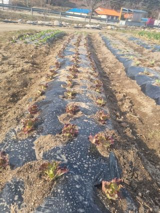 참깨16081님의 기타작물 · 영농일지 작성글 사진