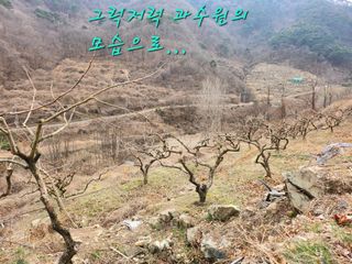 단감당감님의 감 · 영농일지 작성글 사진