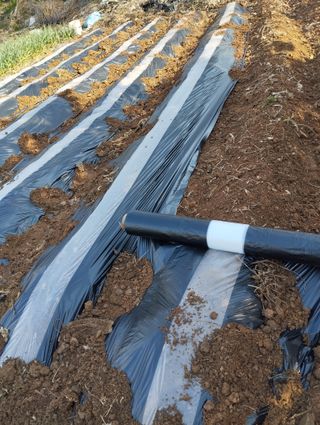 최병우님의 고구마 · 영농일지 작성글 사진