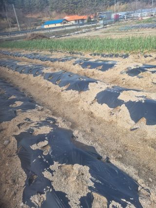 참깨16081님의 기타작물 · 영농일지 작성글 사진