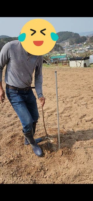 박은희님의 감 · 영농일지 작성글 사진