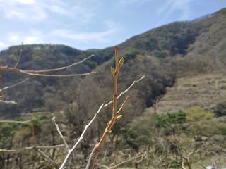 단감당감님의 감 · 영농일지 작성글 사진