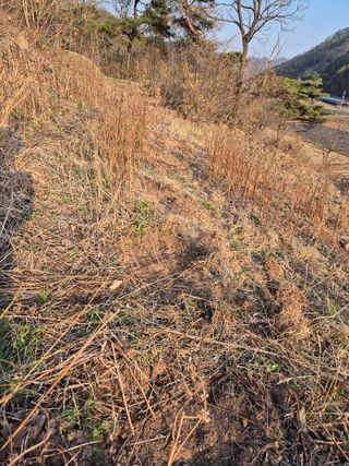 정진필님의 기타작물 · 영농일지 작성글 사진