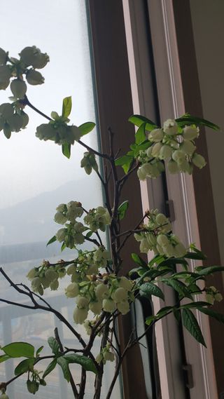 이경옥님의 기타작물 · 영농일지 작성글 사진