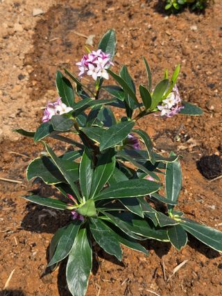 류승원님의 기타작물 · 영농일지 작성글 사진