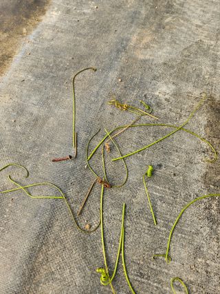 박미라님의 기타작물 · 영농일지 작성글 사진