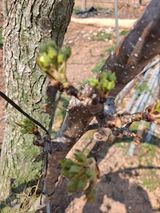 팜모닝 기타작물·영농일지 게시글 이미지