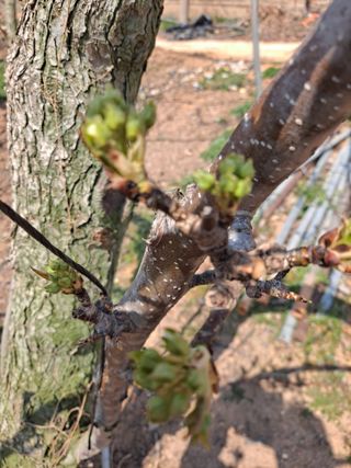 박미스터님의 기타작물 · 영농일지 작성글 사진