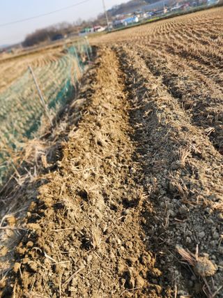  청계유정란 박진균님의 벼 · 영농일지 작성글 사진