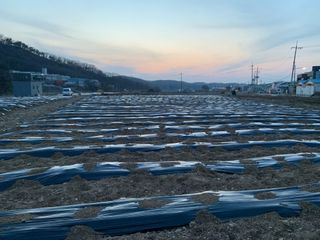 백용구님의 두릅 · 영농일지 작성글 사진