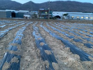 백용구님의 두릅 · 영농일지 작성글 사진