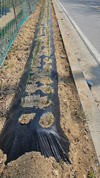 이순정님의 기타작물 · 영농일지 작성글 사진